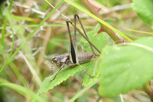 Réf. 191 021 : Rhacocleis poneli
